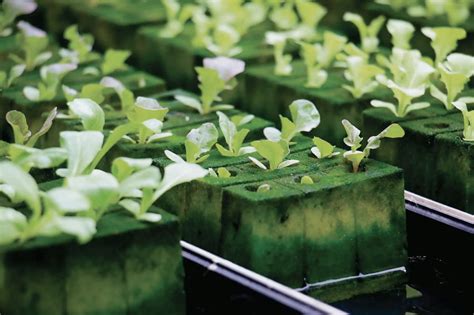 水 根 植物|水耕栽培とは？メリット＆デメリットとおすすめ野菜。